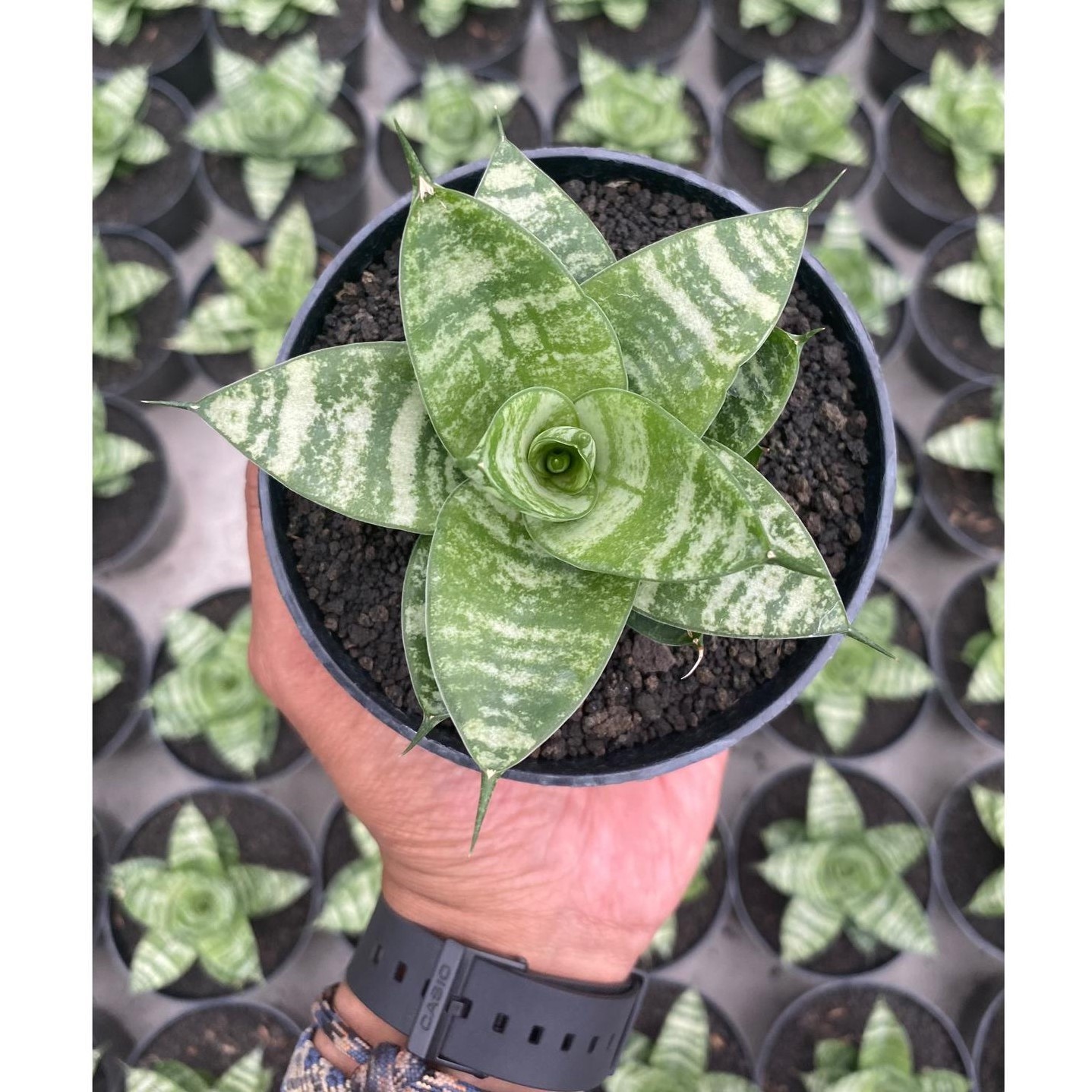 Sansevieria Hybrid Pandawa Compact Rosette Live Plant Grow in Pot