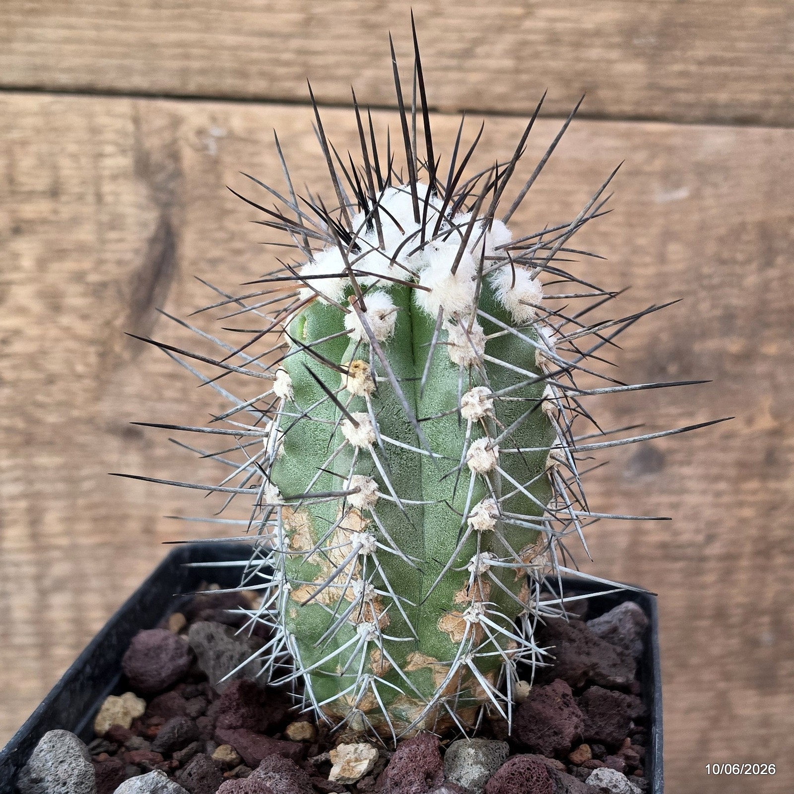 D3215 COPIAPOA BRIDGESII pot12-H7-W4,5 cm MaMa Cactus