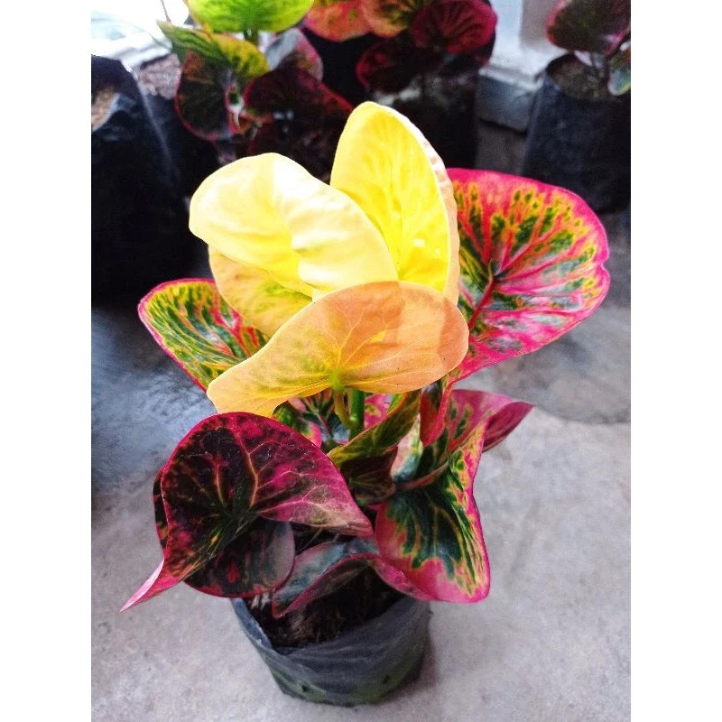 Real Pict Codiaeum Variegatum Croton Apple Rehana Rare Plant