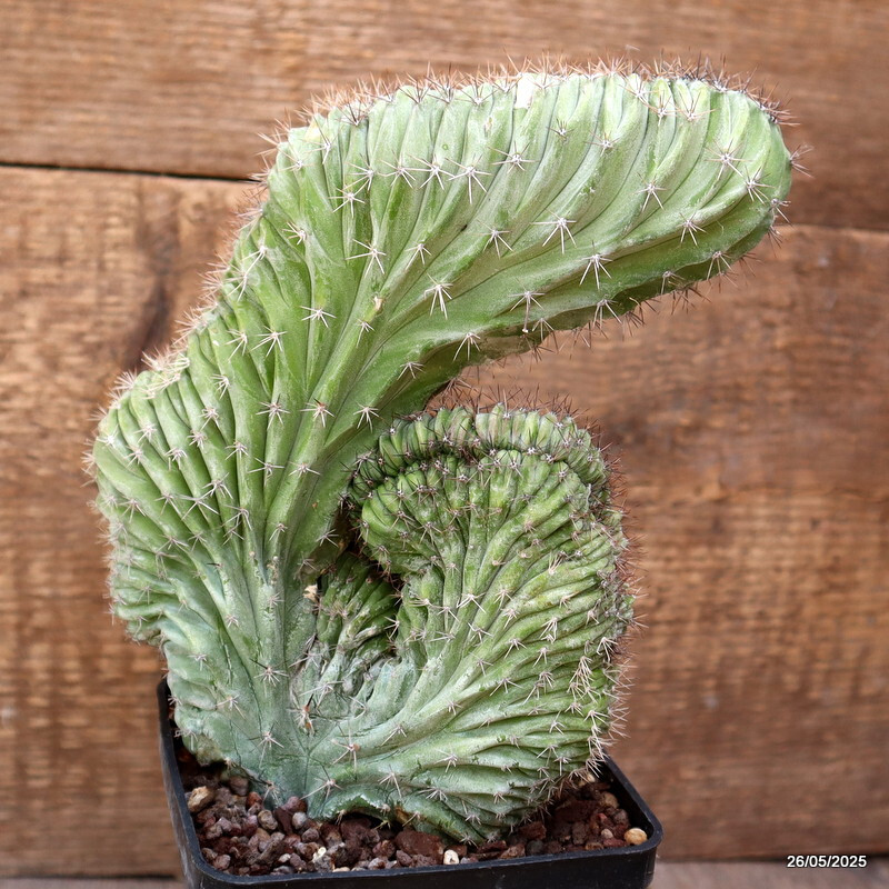 D4375 POLASKIA CHICHIPE CRESTED pot10-H20-W15 cm MaMa Cactus