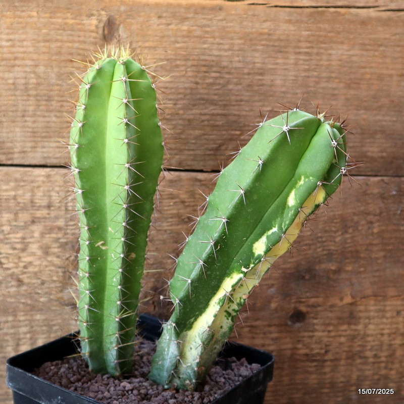 D5305 POLASKIA CHENDE VARIEGATED pot12-H21-W15 cm MaMa Cactus