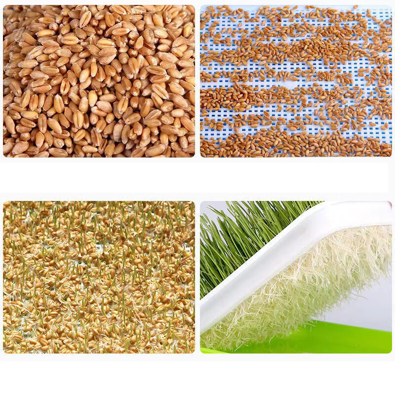 The Cat Ladies Cat Grass for Indoor – Growing Kit – Organic Cat Grass seeds
