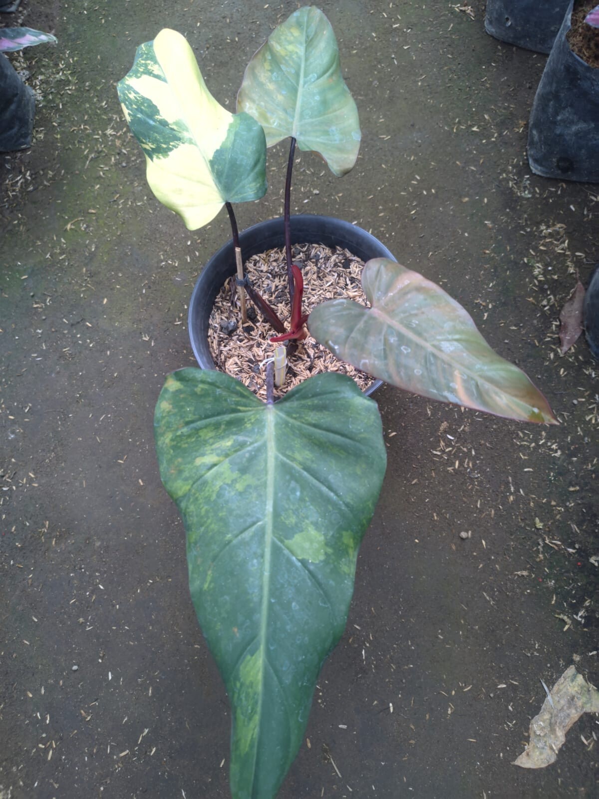 Real Pick Philodendron Dark Lord Variegated Big Leaf