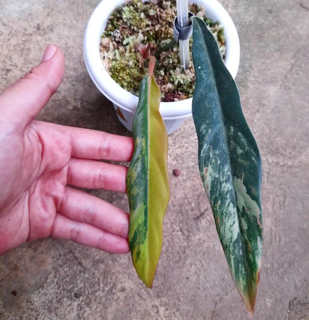 Philodendron Caramel Marble Variegated 1-2leaf + phitosanitary