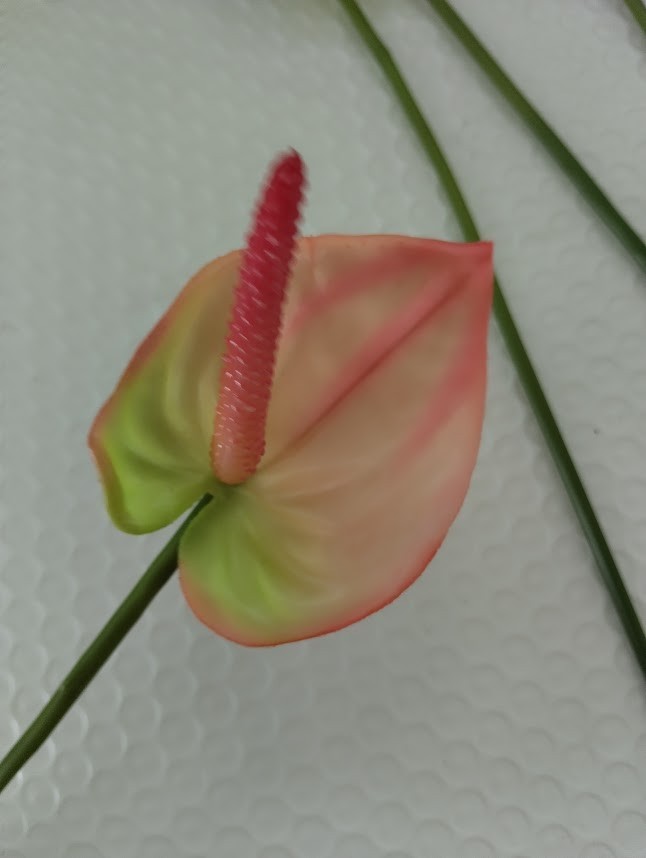 SIX MinI Anthurium stem cream/pink. Tropical stems Hawaiian flowers .