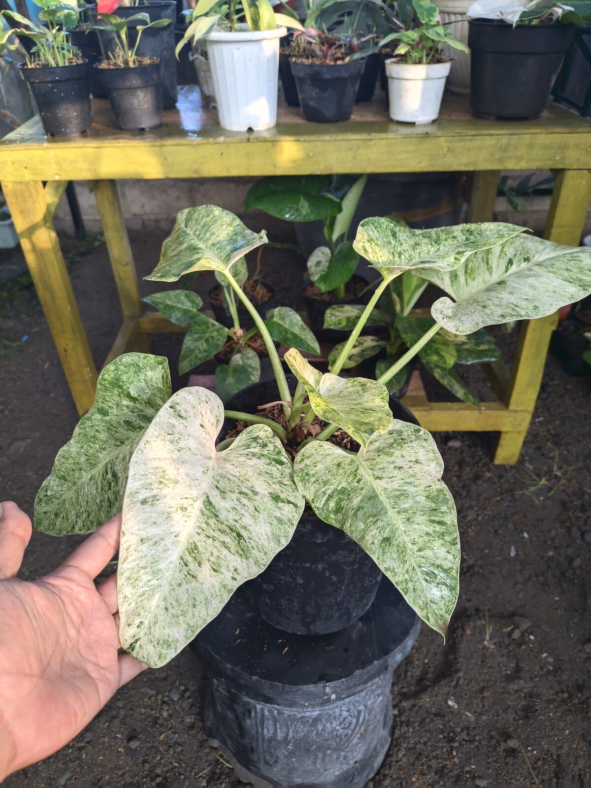 Real Pict Philodendron Giganteum Marble Variegated Big Leaves