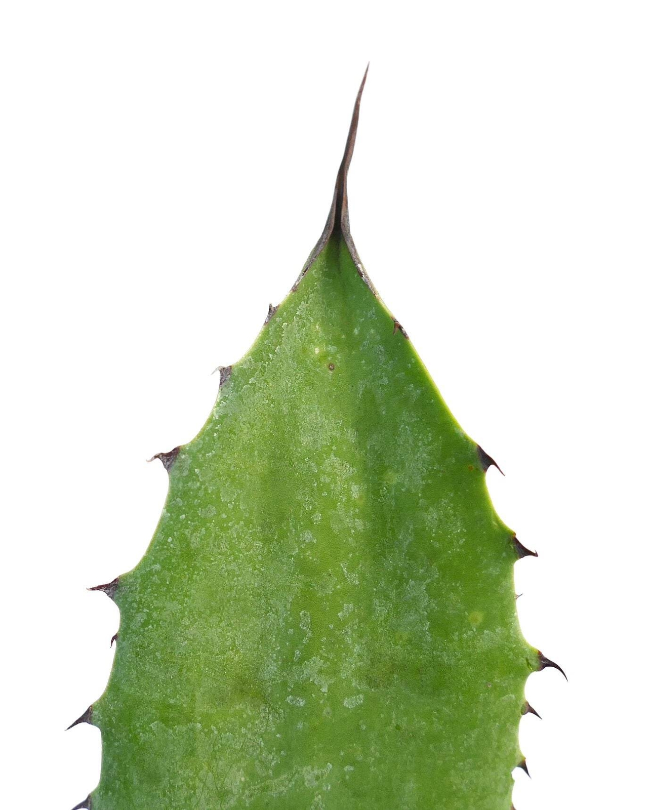 Agave americana X applanata – Century plant hybrid | American agave hybrid