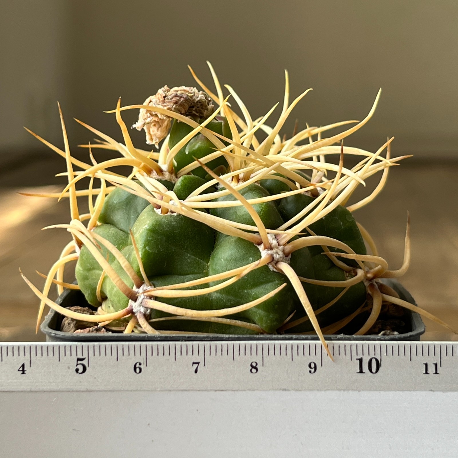 A40-2018 Gymnocalycium multiflorum P182, Mina Clavero, own root