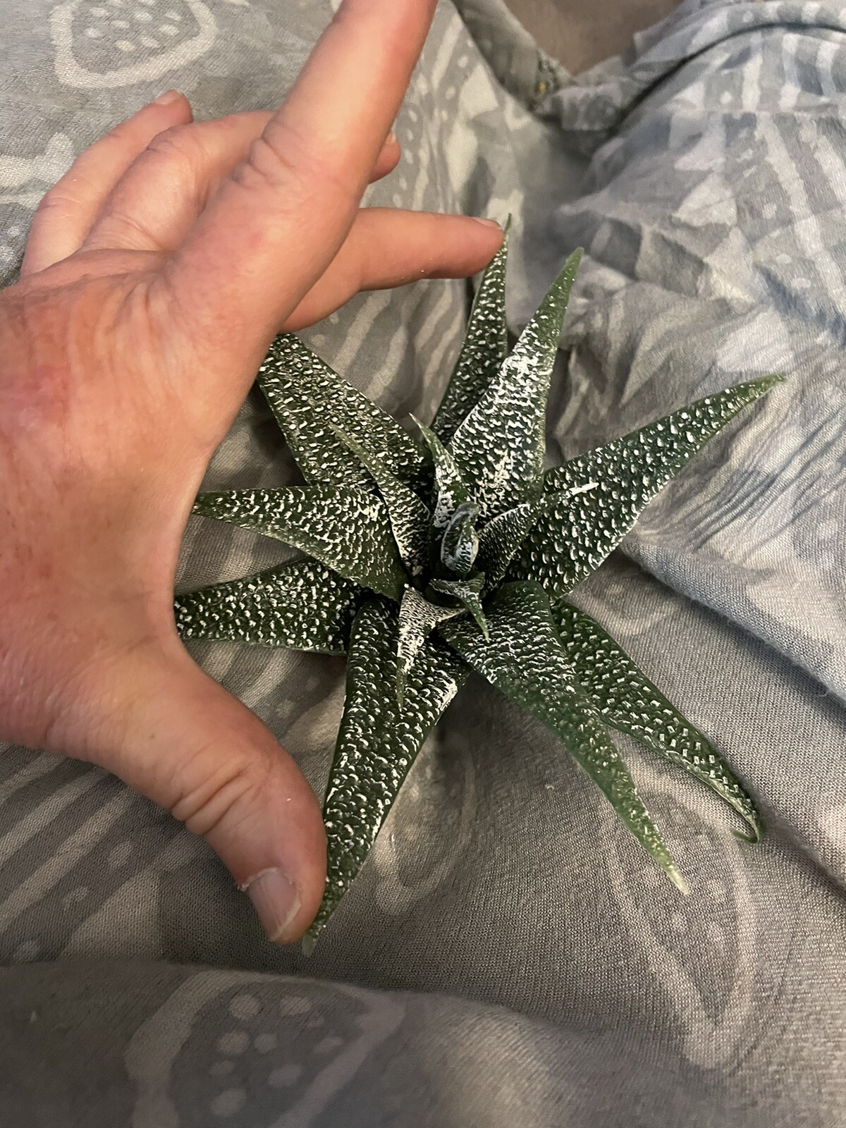 faux STAR succulent plant pick agave aloe heavy Duty Plastic 6” wide 4” tall￼