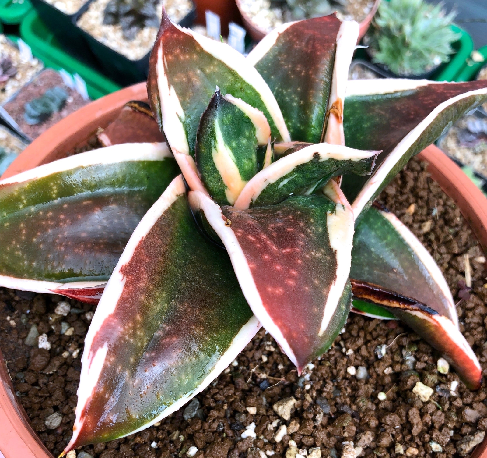 Gasteria cv GAGYU-RYU NISHIKI WHITE VARIEGATED –