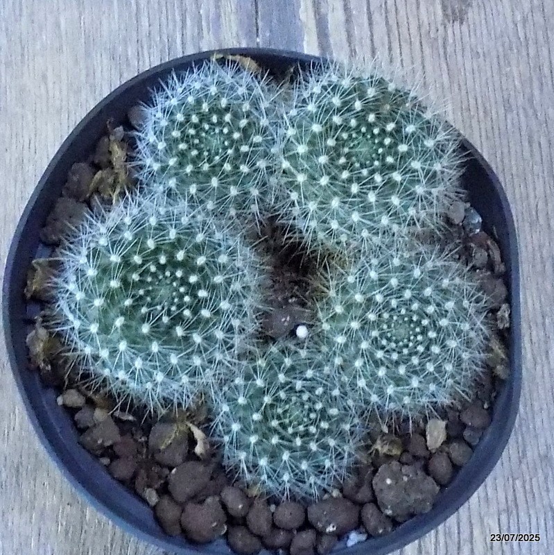 D5423 REBUTIA MINIMA pot12-H5-W10 cm MaMa Cactus