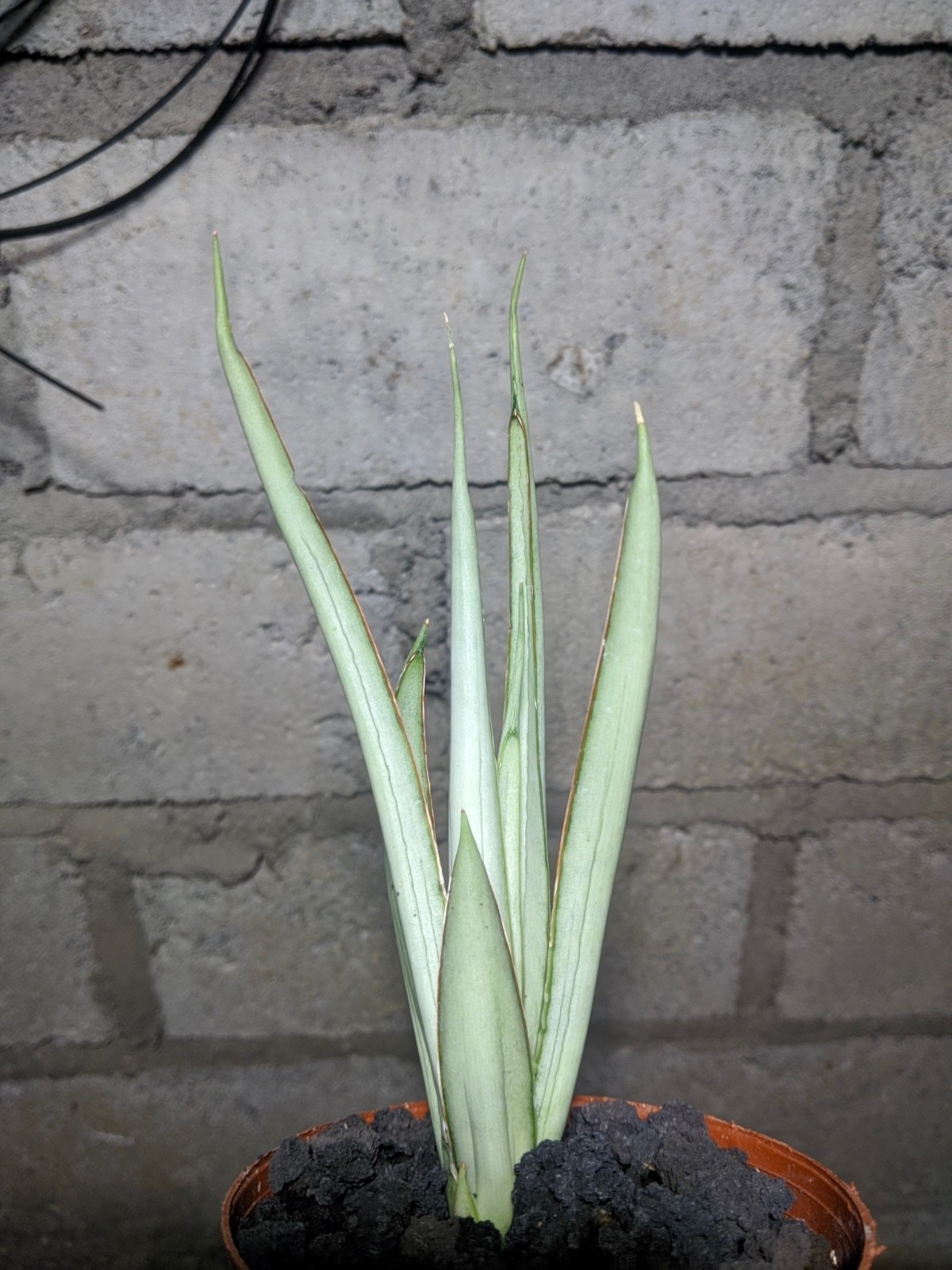 Sanseivieria Stormy Silver Real Picture