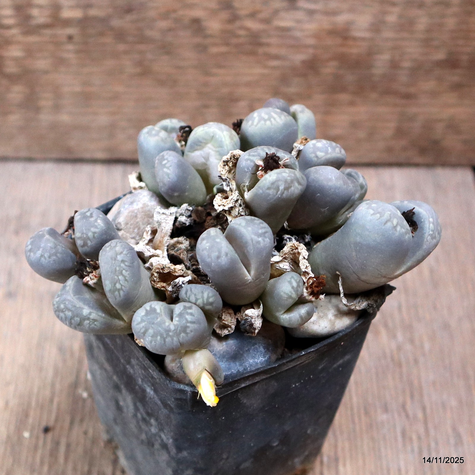 D7347 LITHOPS AUCAMPIAE pot7-H6,5-W11 cm MaMa Cactus