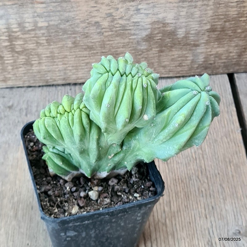 D5753 MYRTILLOCACTUS GEOMETRIZANS CRESTED pot8-H11-W12 cm MaMa Cactus