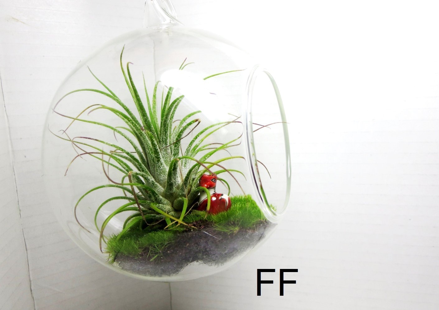 Air Plant Wall Decor Shell Air Plant Display Hanging Tillandsia Minimalist