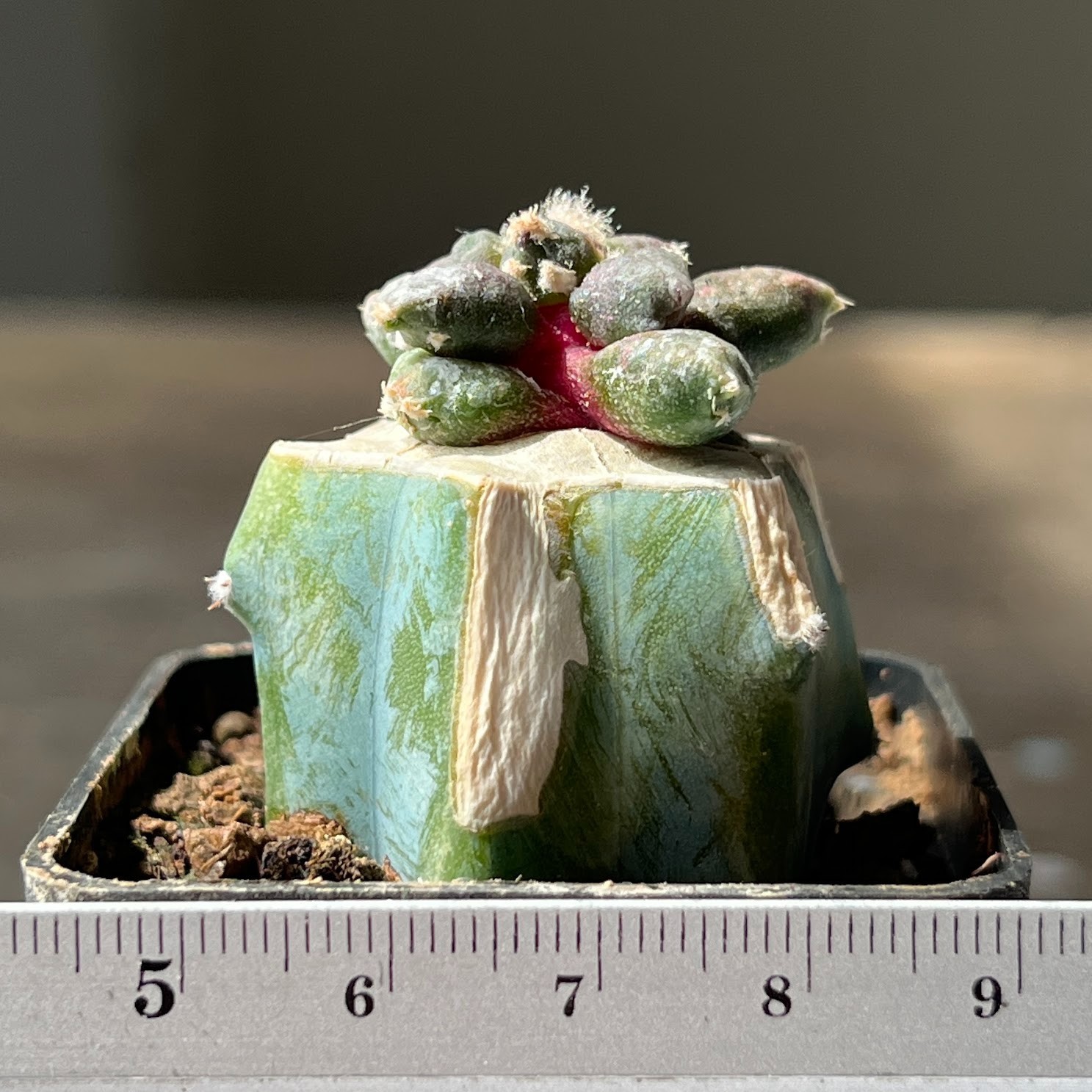 A56-1540 Cactus retusus cv. Maruibo, grafted