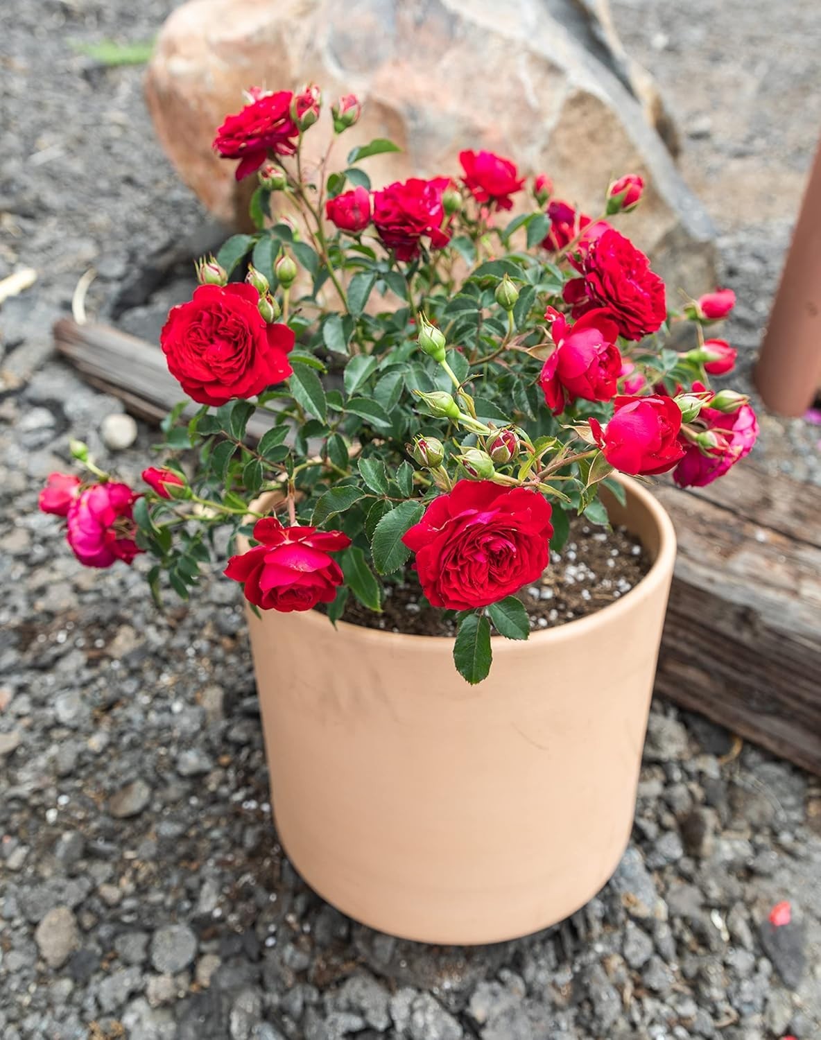 Live Red Rose Bush – Ideal Gift for Plant Lovers & Enthusiasts