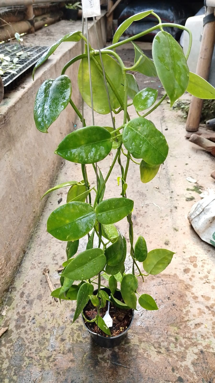 Hoya Lauterbachii Sp Papua Lush Leaves Rare Tropical Wax Plant