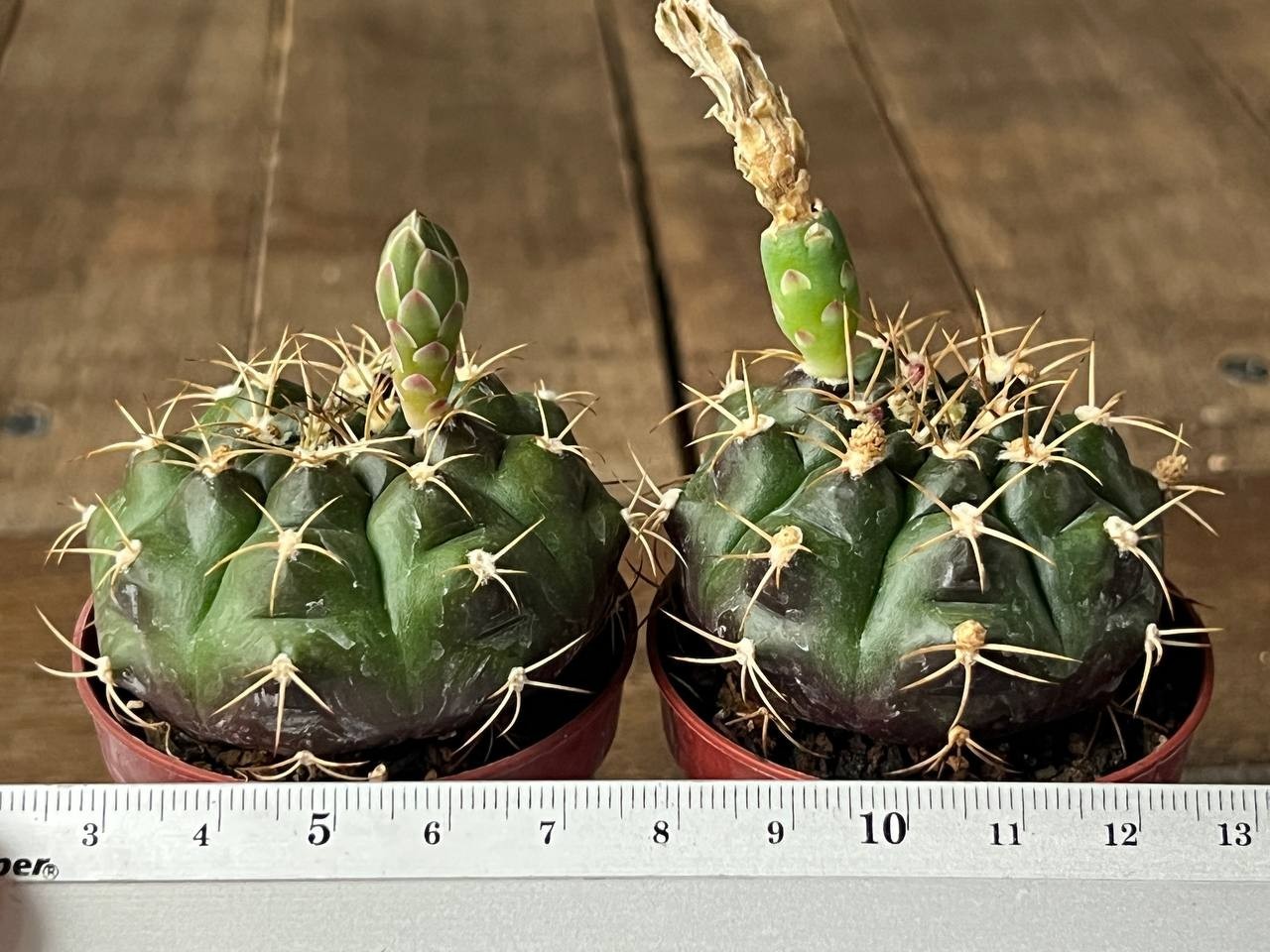 A43-1436 Gymnocalycium damsii v. evae (pink), 2 pieces