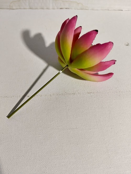 3.5″ sedeveria pick (magenta)