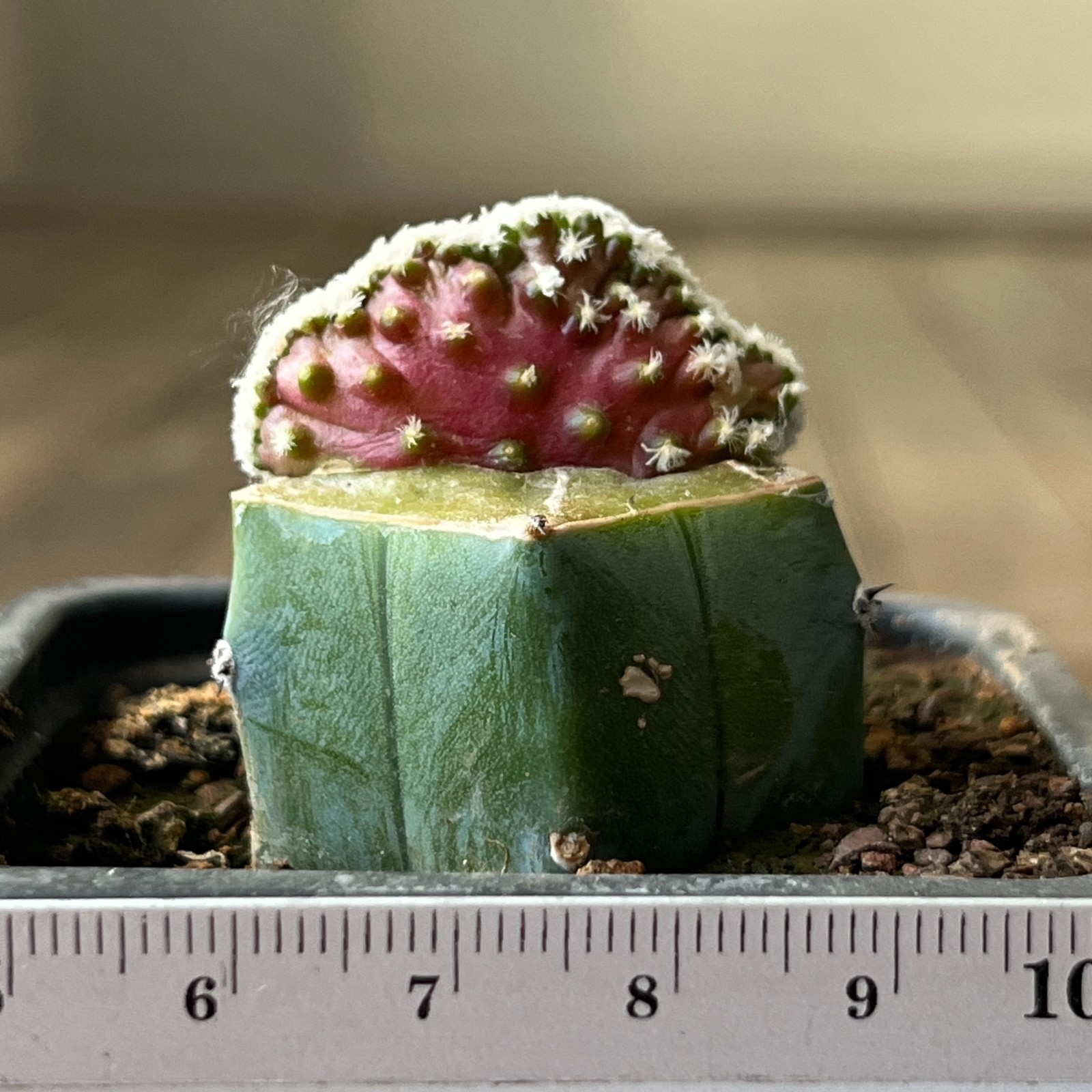 A42-2072 Mammillaria theresae f. cristata, grafted
