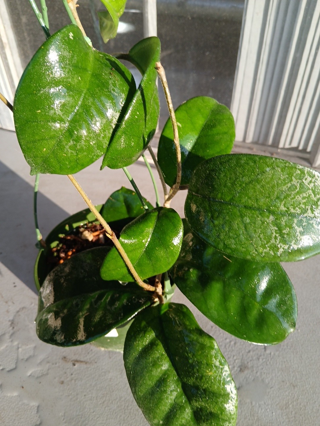 #865- HOYA FUNGI LIVE PLANT, LARGE LEAVES, LARGE PLANT,5″INCHES HANGER POT,