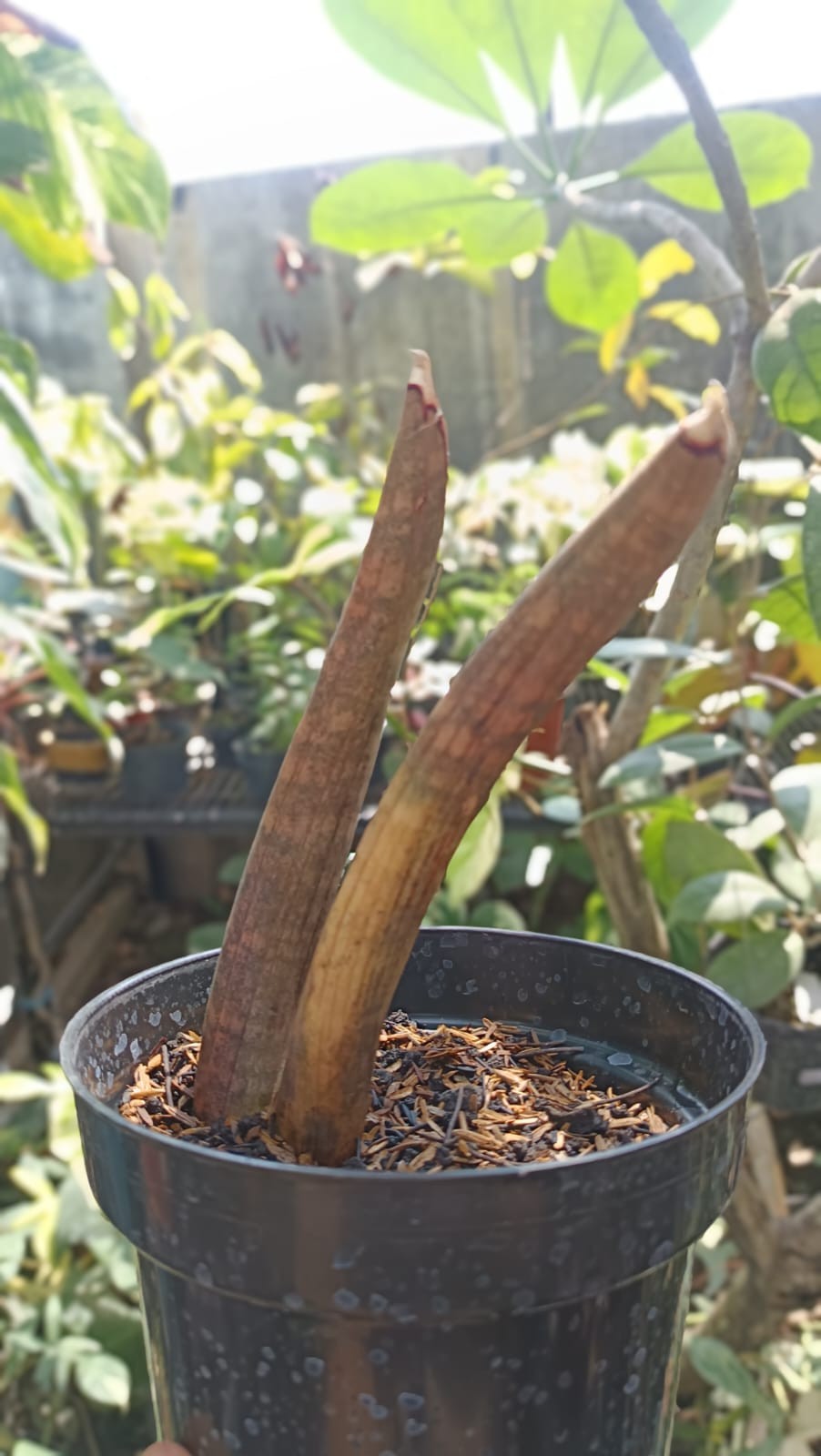 Real Picture Sansevieria Hallii Mocha Bat 2 Leaves Rare Snake Plant