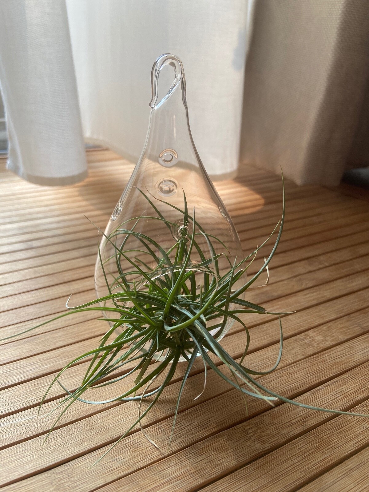 Glass Airplant Plant Terrarium Vessel Clear Teardrop Container Rustic Jute NEW!