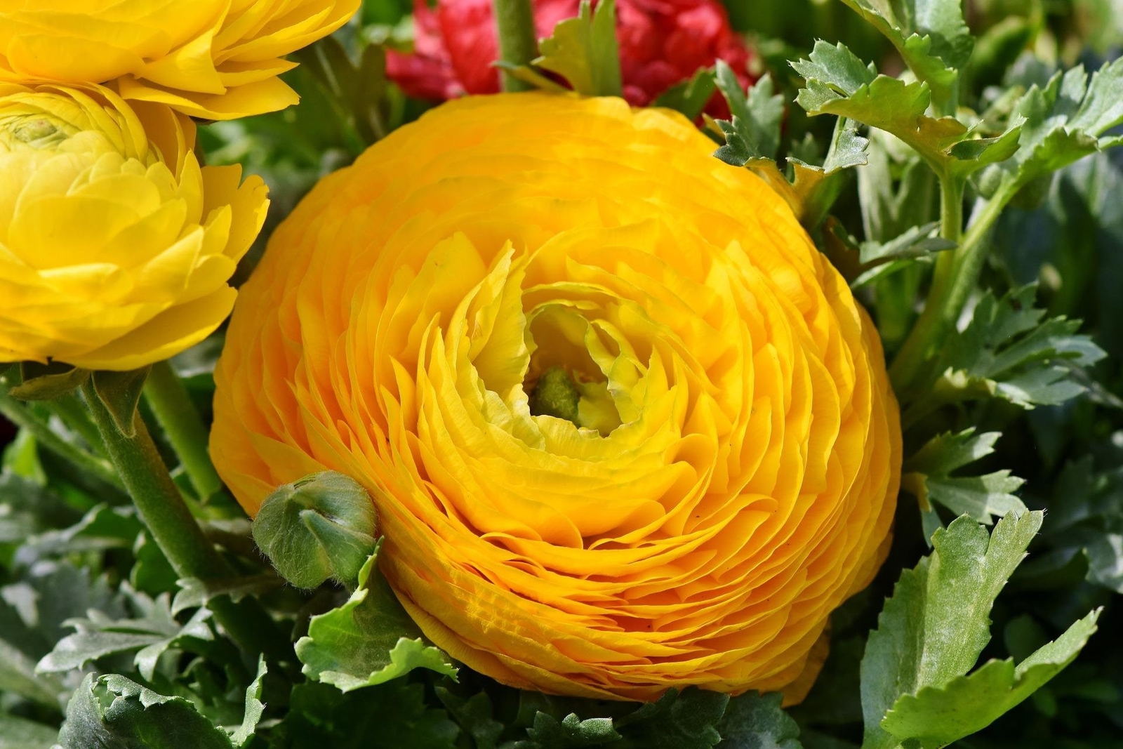 Ranunculus asiaticus ‘Tecolote Yellow’ Persian Buttercup Bulbs Tubers Deer and