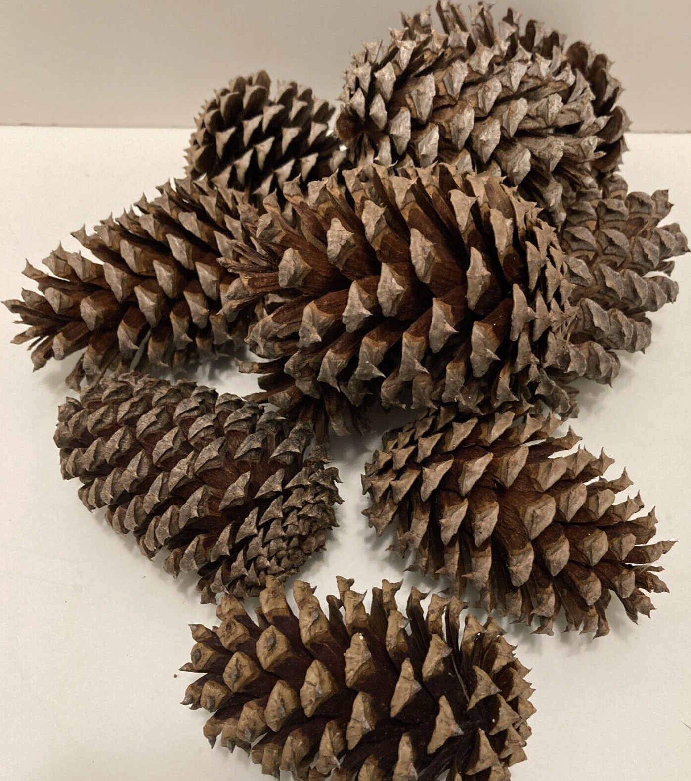 Pine Cones – 20 Freshly-collected in TN – 3 to 4.5 inches long -DECOR Crafts DIY