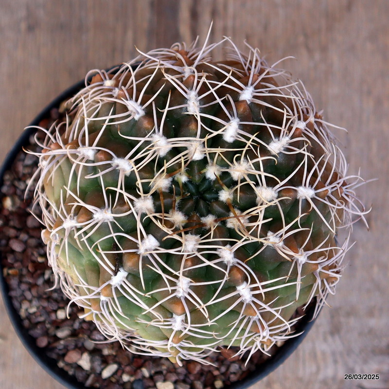 A7128 GYMNOCALYCIUM DENUDATUM pot14-H13-W12 cm MaMa Cactus