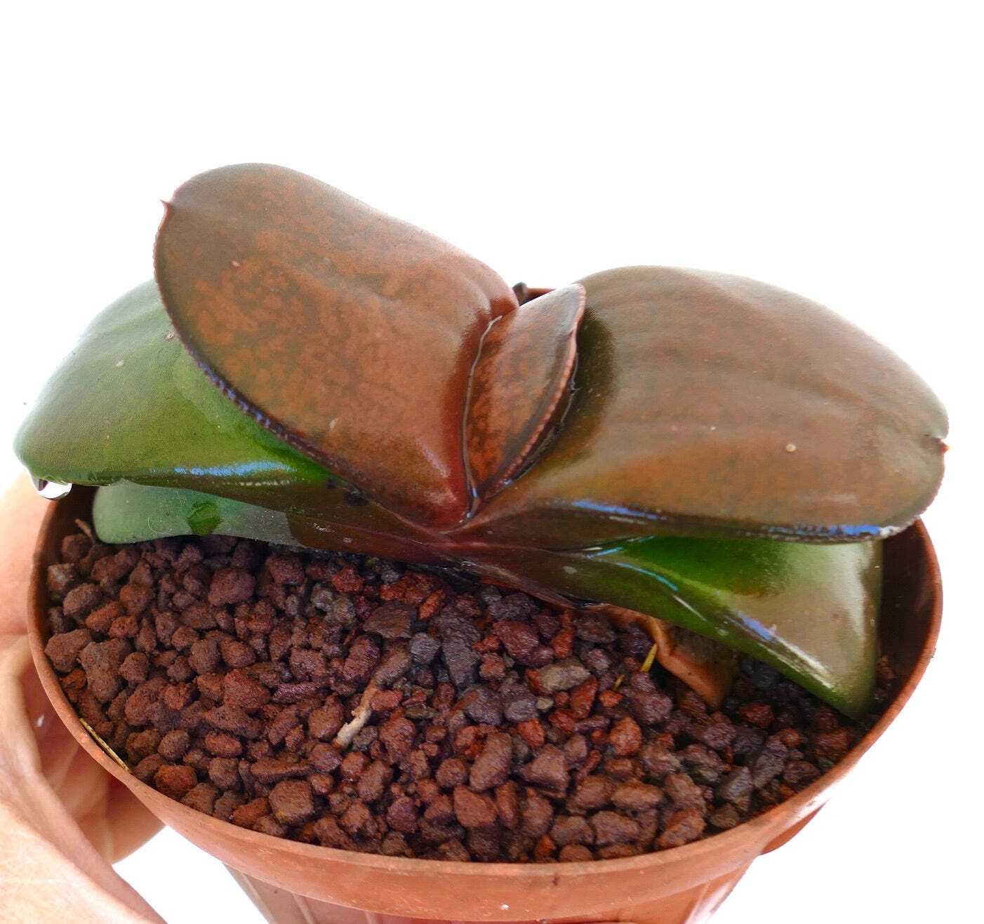 Gasteria pillansii cv 滑らか肌 BROWN-RED FORM – Namaqua gasteria | Pillans’ gasteria