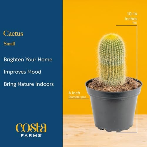Cactus Live Plants in Plastic Post, Easy to Maintain Succulent Indoor