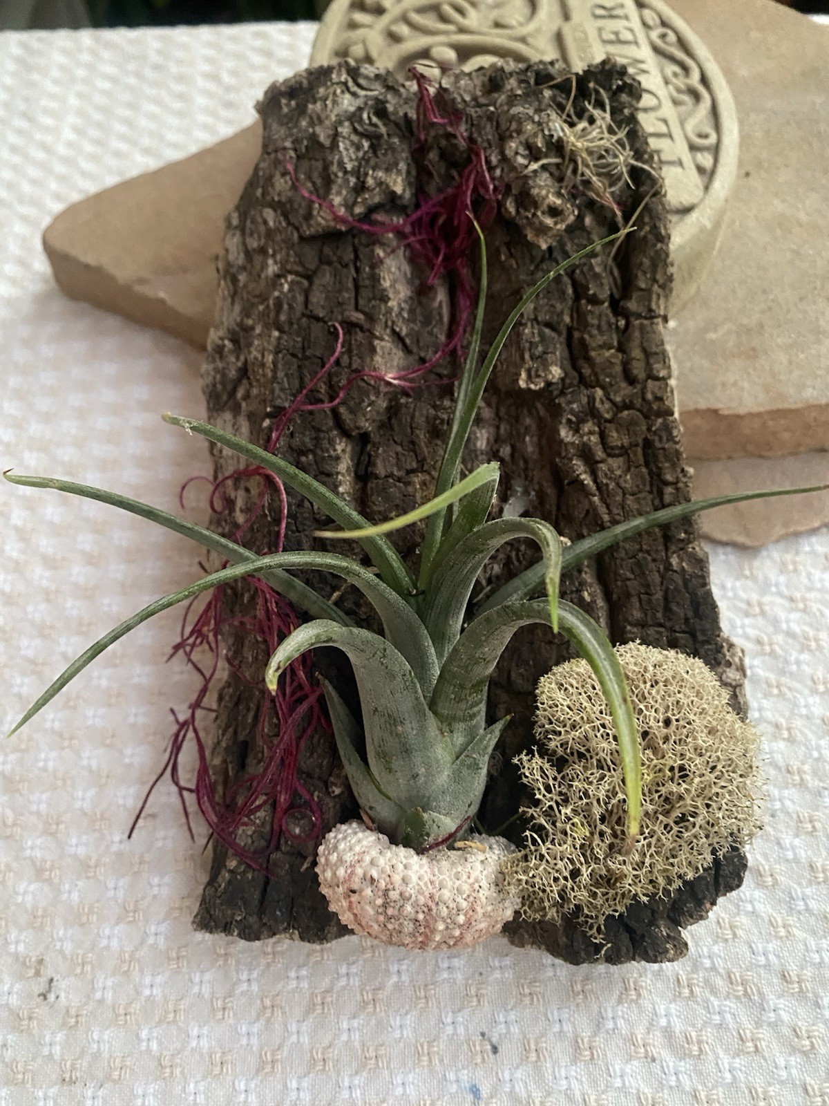 Air Plant, Preserved Moss Wall Art, Live Plants On Cork Board, Shell & Moss