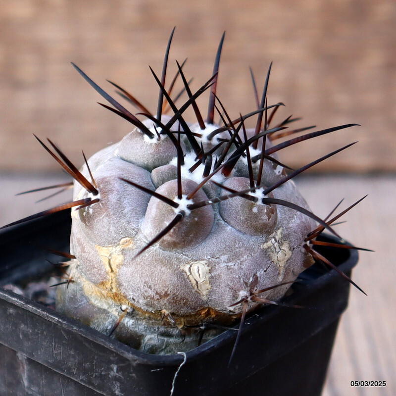 A5169 COPIAPOA CINEREA BLACK SPINES pot 5 cm H 2 cm W 2,5 cm MaMa Cactus
