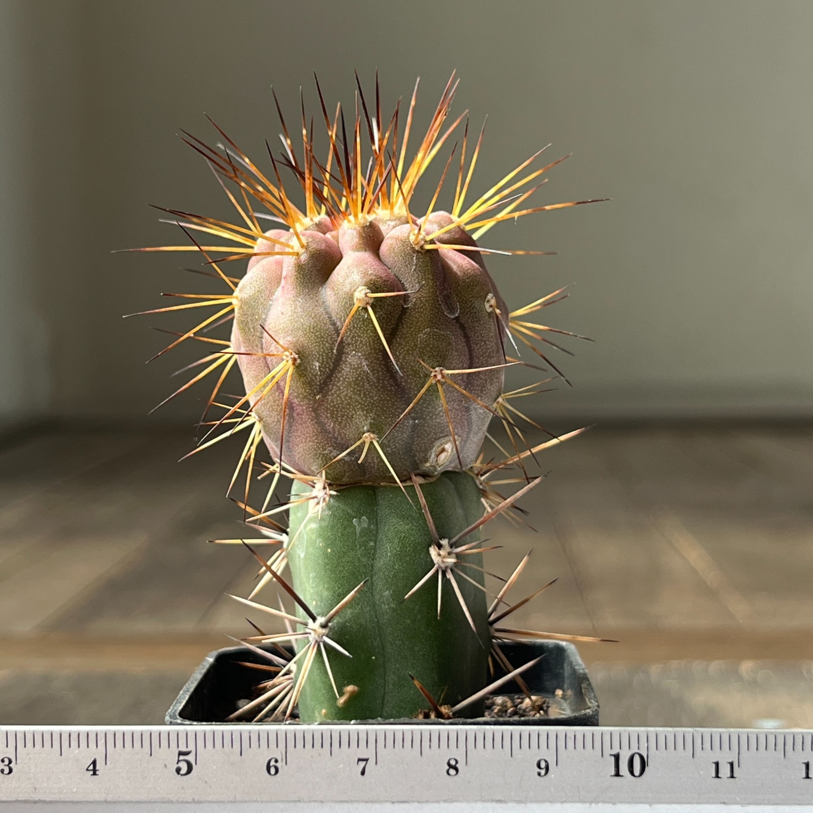 A10-588 Copiapoa cinerea v. tenebrosa JN1688, Q. San Ramon, grafted