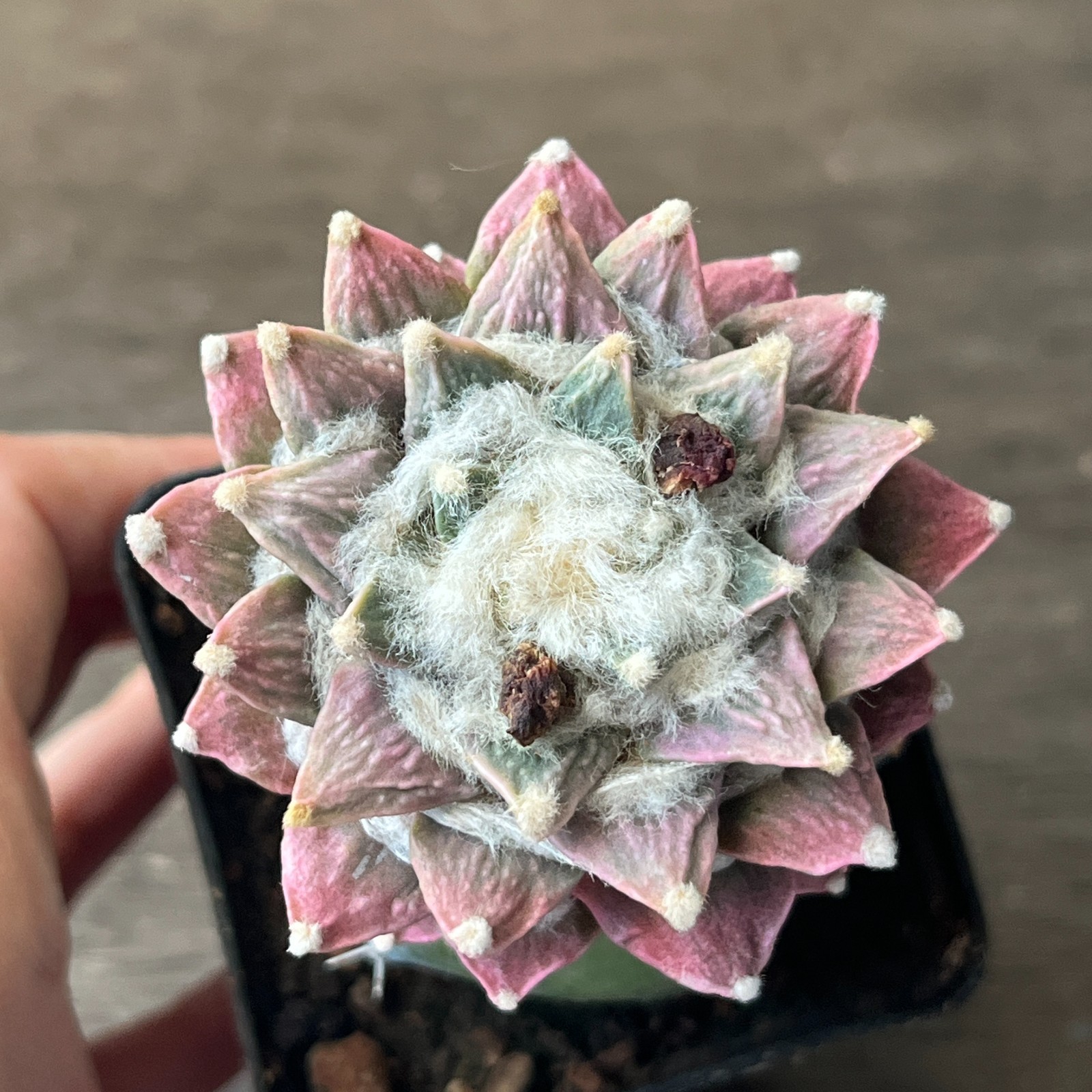 A52-262 Cactus hybrid (agavoides x kotschoubeyanus), grafted