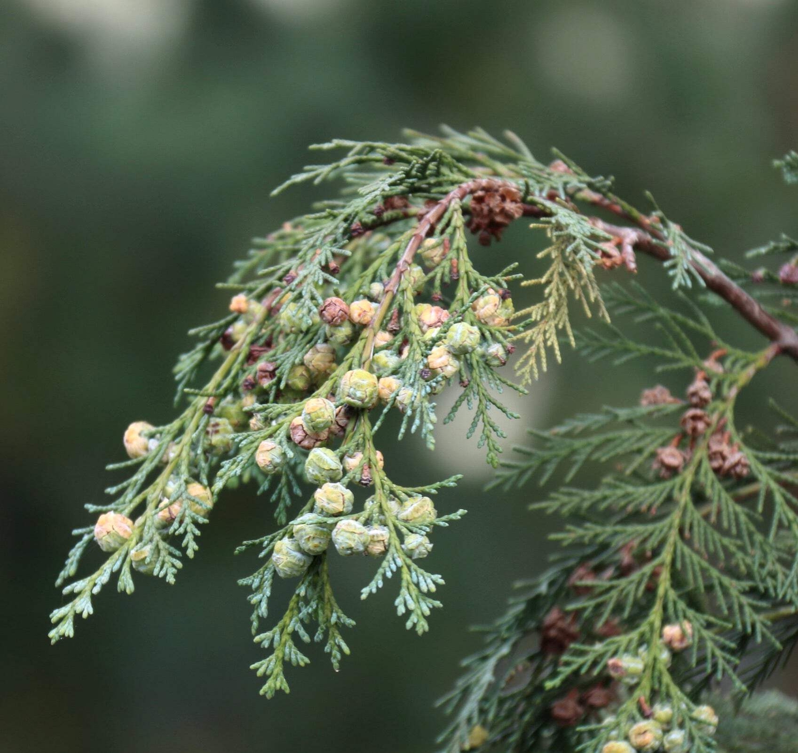 Chamaecyparis lawsoniana –