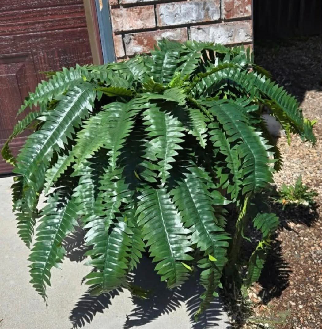 Nearly Natural 6051S2 Boston Fern Houseplant – Green (2 Piece)