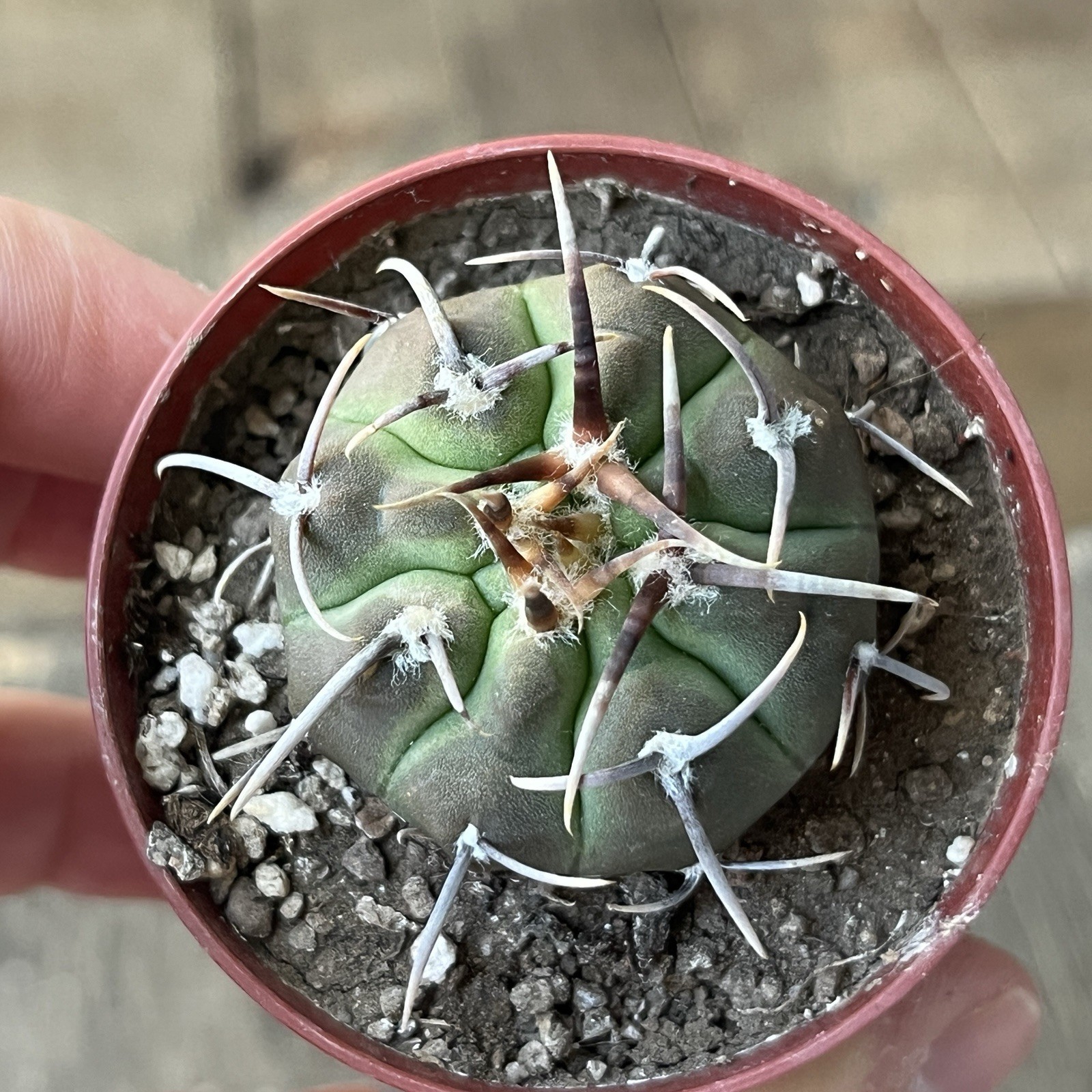A37-4309. G. vatteri v altaitinense, Spine selection in 3 generation