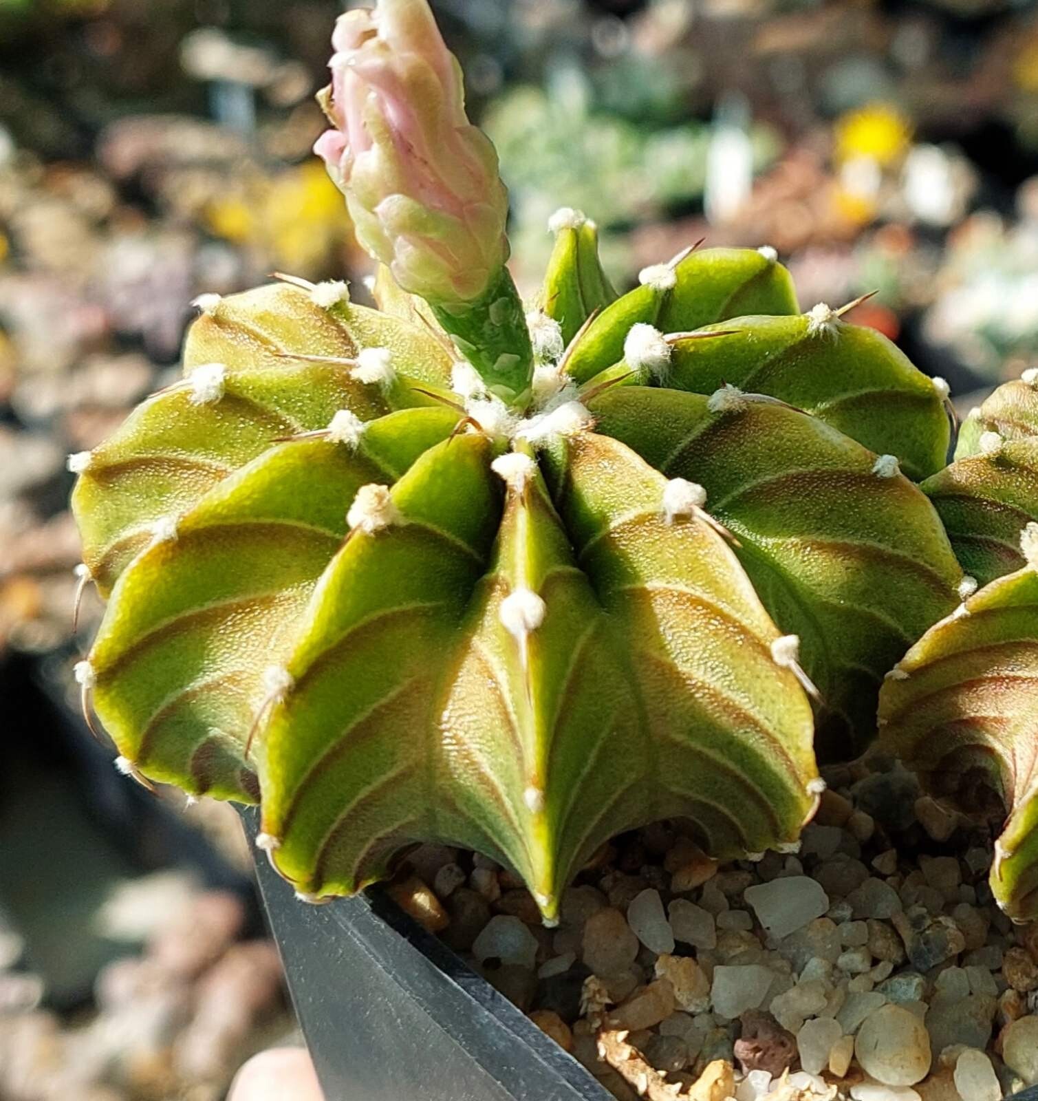 Gymnocalycium friedrichii LB 2178 15seeds harvest 2024