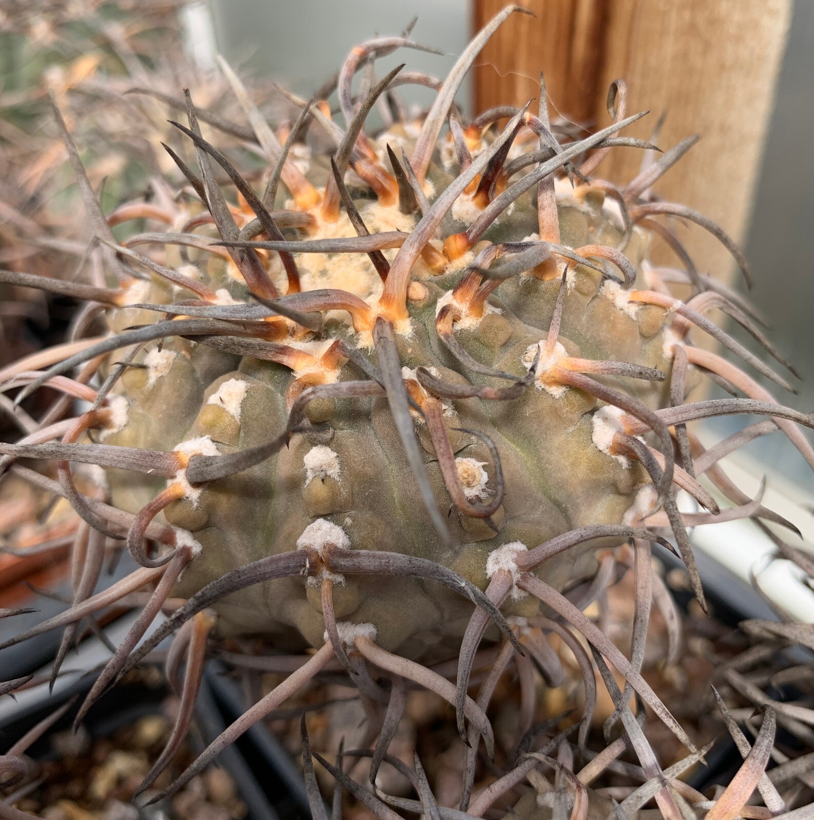 50 FRESH SE_EDS Gymnocalycium riojense v paucispinum selected