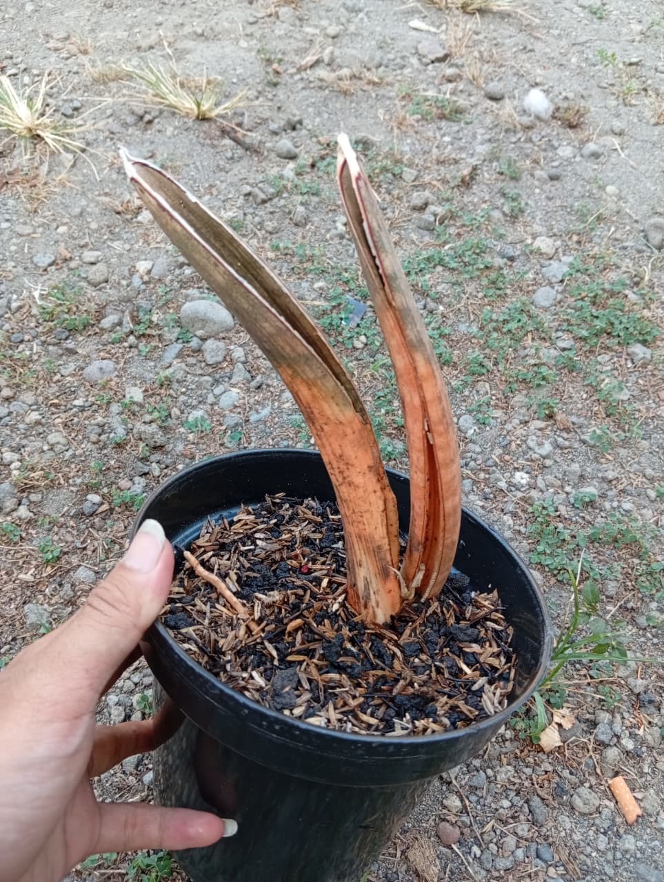 Real Picture Sansevieria Hallii Pink Bat Mocha 2 Leaf