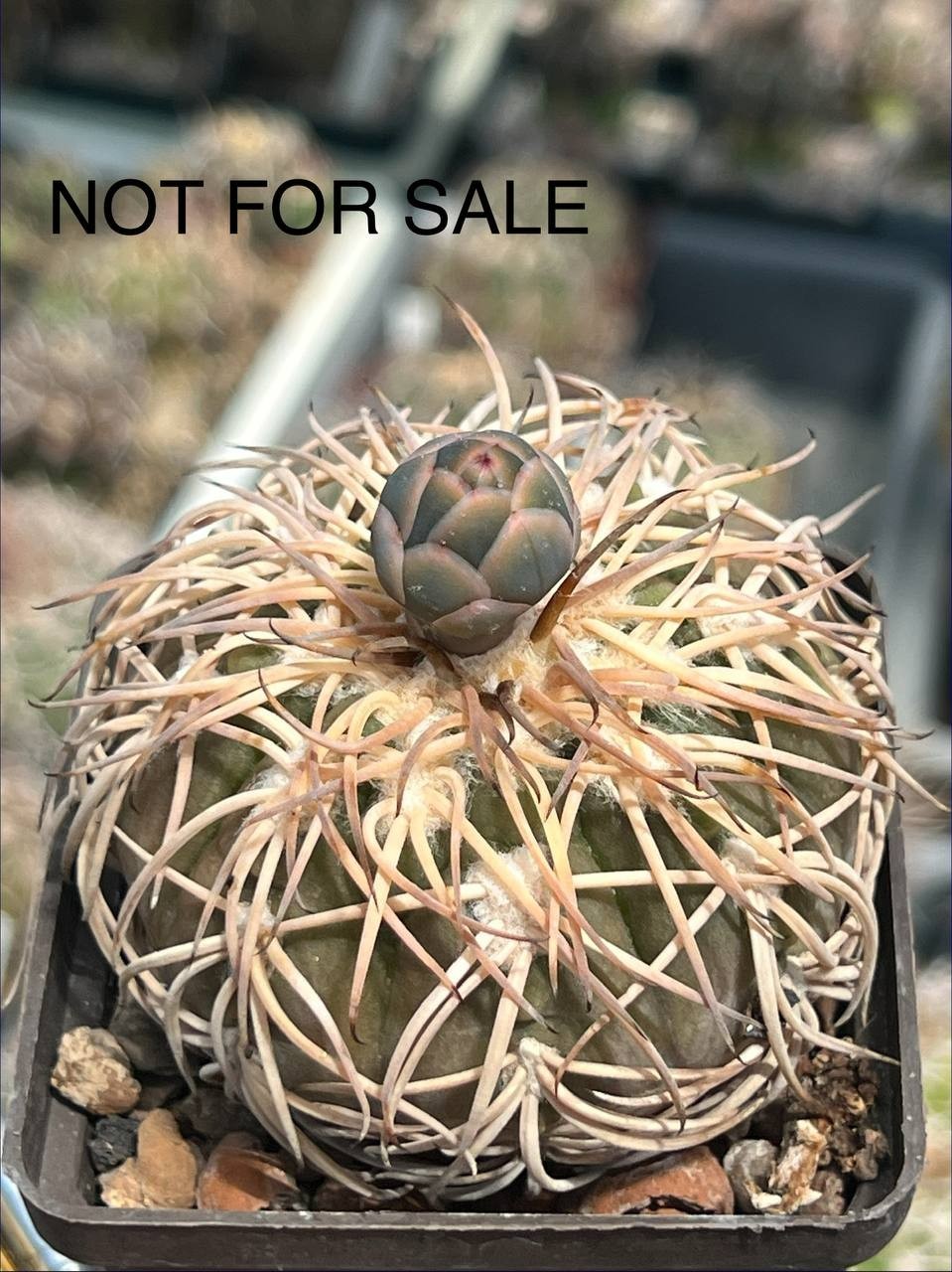 A45-1691 Gymnocalycium spegazzinii, bright powerful thorns, own root