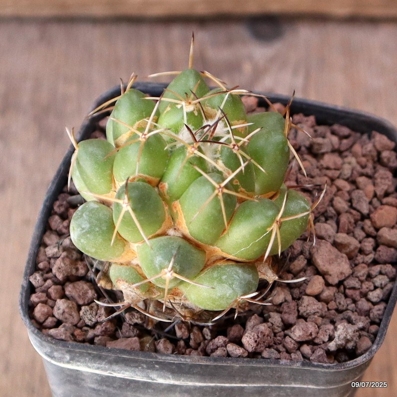 D5158 CORYPHANTHA MAIZ-TABLASENSIS PAR121 pot7-H5,5-W5 cm MaMa Cactus