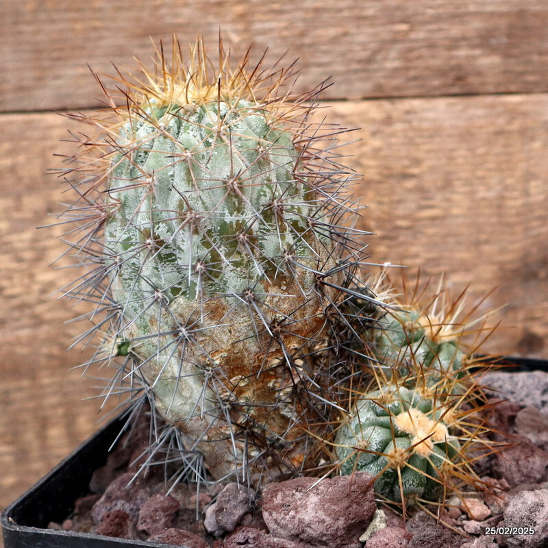 D3791 COPIAPOA HASELTONIANA pot14-H14-W11 cm MaMa cactus