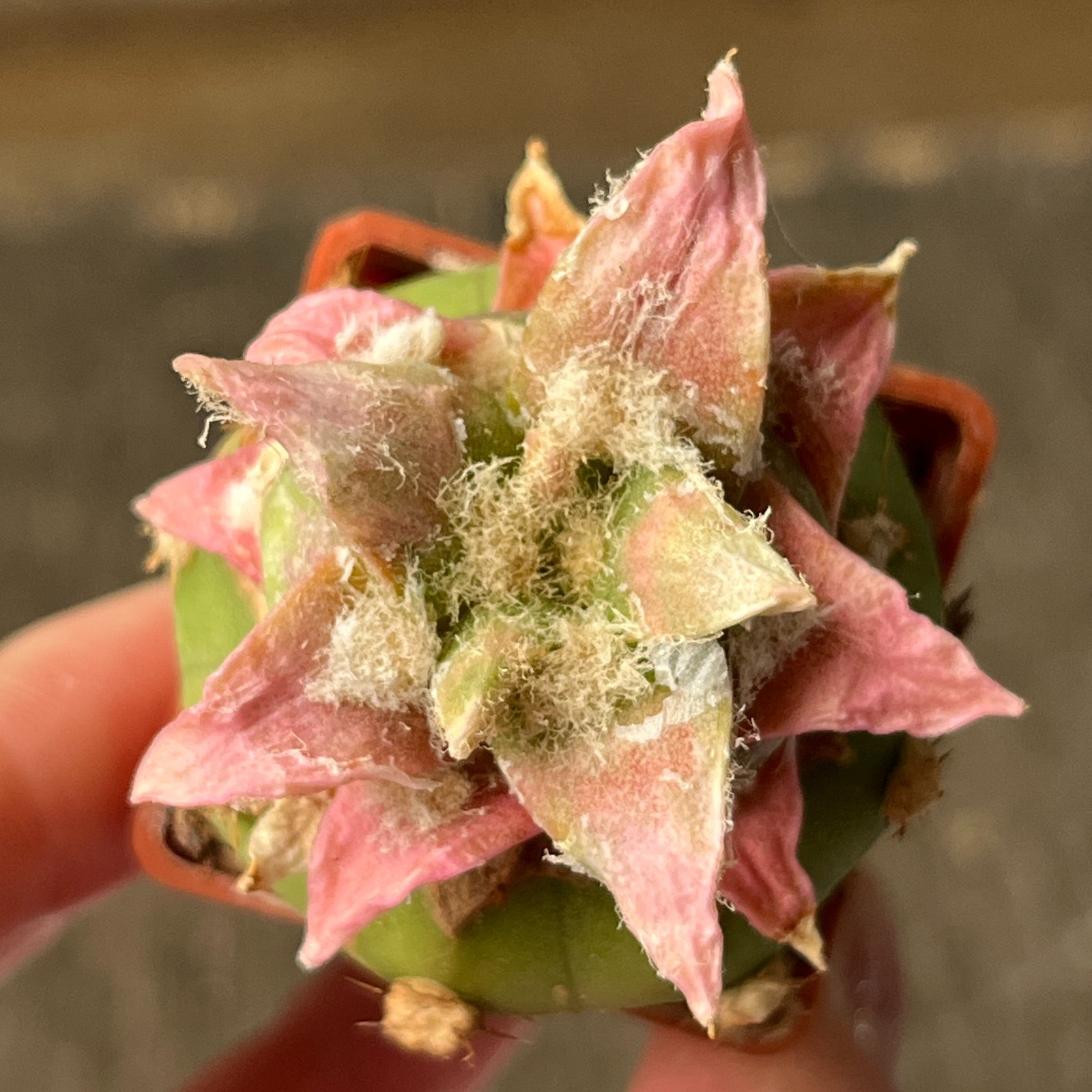 A17-1467 Cactus hybr (ag x kotsch), F2 f. variegata, grafted