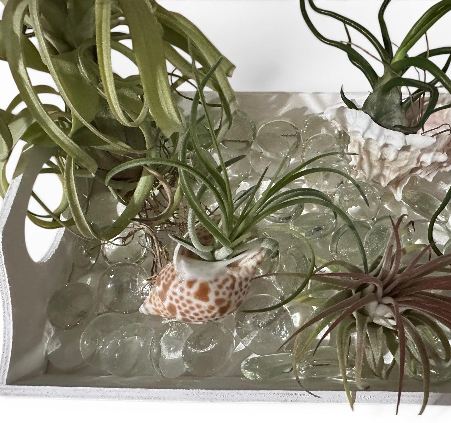 Air Plant Display Kit 4 Tillandsia Tray Glass Gems Shells Coastal Live Decor