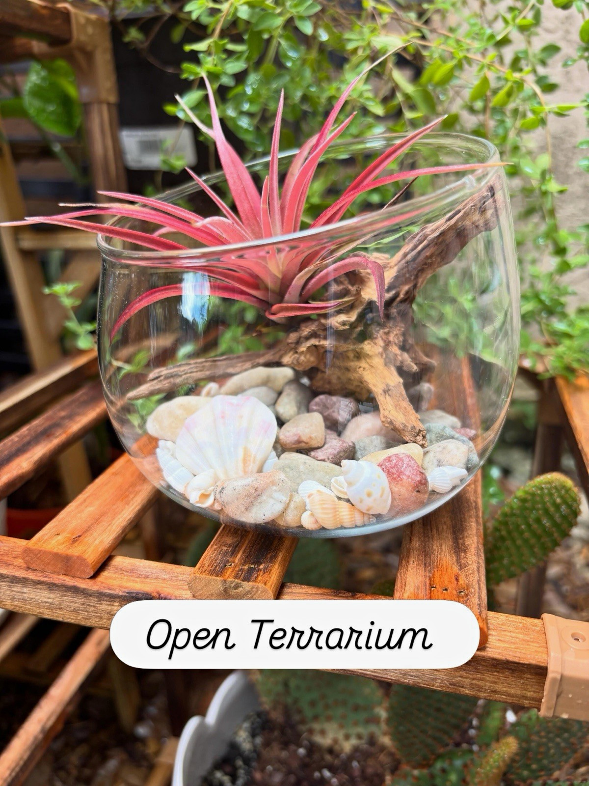 Open Glass Terrarium Kit w/ Driftwood, Stones, & Shells. No plants.