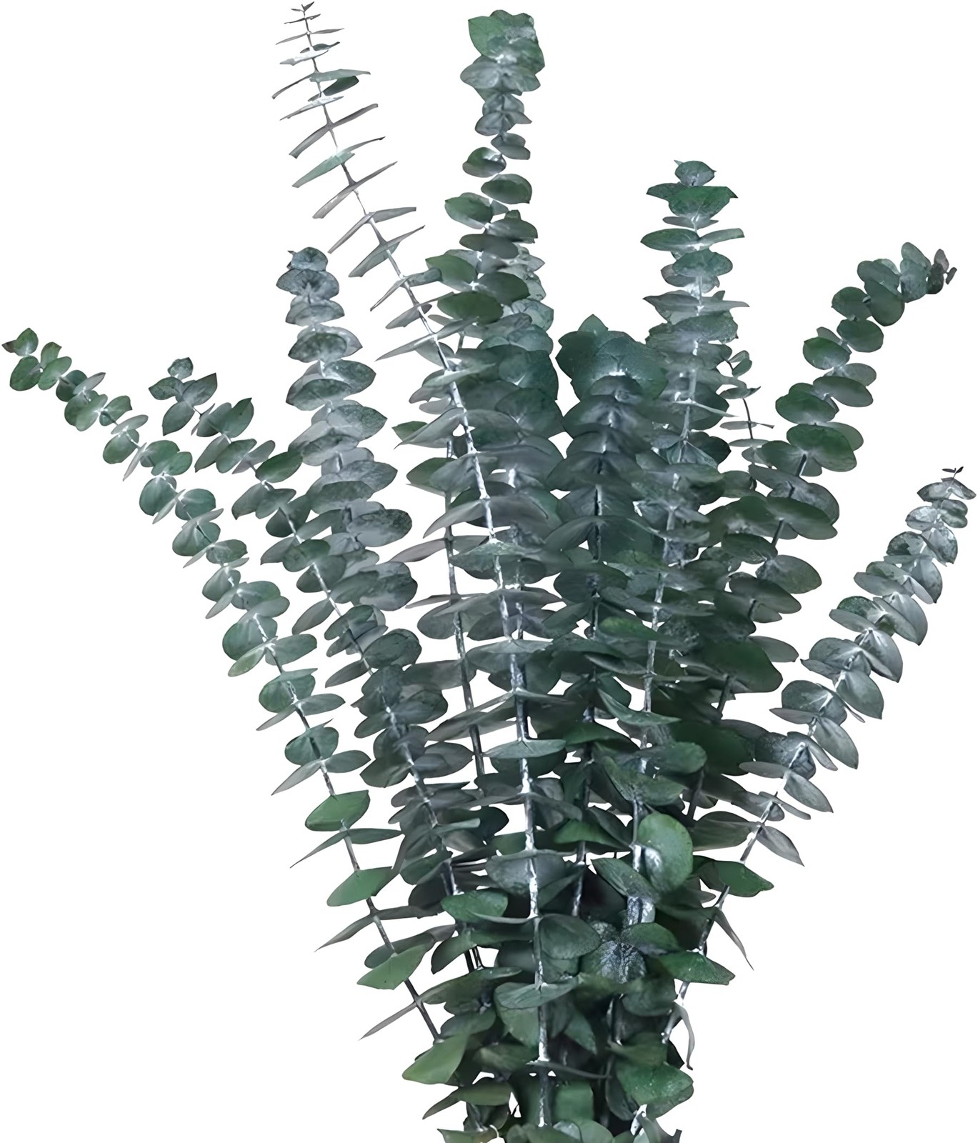 Green Dried Eucalyptus Bundle 12 Pcs Real Stems 17 Inch Fresh Natural Eucalyp…